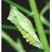 European Swallowtail P.machaon gorganus 15 eggs or 10 larvae according to availability